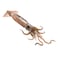 Squid