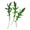 Farm Fresh Rocket 100G