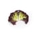 Lollo Rosso Lettuce Per Pack