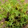 Vsell24 3Pack Organic Thyme Seeds for Planting Grow Herbs Tree At Home NON GMO Hearbs Seeds With 95% Cleaness, 95% Purity, 80% Germination Rate 10g