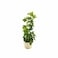 Rodesert Plant Bd 4.200