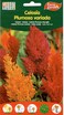 Eurogarden Celosia