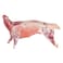 New Zeland Lamb Carcass