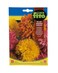 Fito Crisanthemum Coronarium