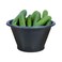 Cucumber Bowl Pack