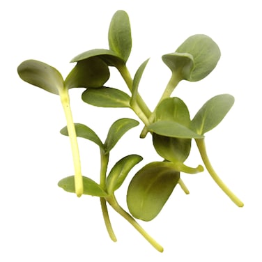 Microgreens Sunflower 50G