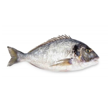 Local Farm Seabream Fish