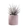 Enable Haworthia in Plain Round Cement Pot 12X18cm