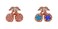 Aiwanto Hair Clips Girls Beautiful Hair Accessories 2 Pcs -Blue & Rose