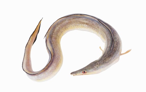 Big Eel