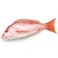 Fresh Red Snapper Whole