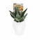 Enable Haworthia in White Elephant Pot 13X19cm
