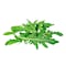 Farm Fresh Wild Rocket 100G