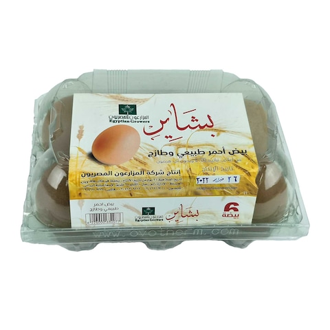 بشاير بيص أحمر - 6 قطع