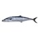King Fish Small