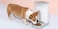 4.3L Automatic Pet Feeder, PF-102 Food Dispenser with 4 Meals Time Setting, 10s Voice Recording, LCD Display &amp; Portion Control for Dogs, Cats &amp; Small Animals
