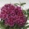 Pack of 3 Changxia Carnation Flower Seeds