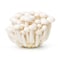 White Shimeji Mushroom