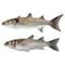 El Fayrouz Frozen Super Mullet Fish