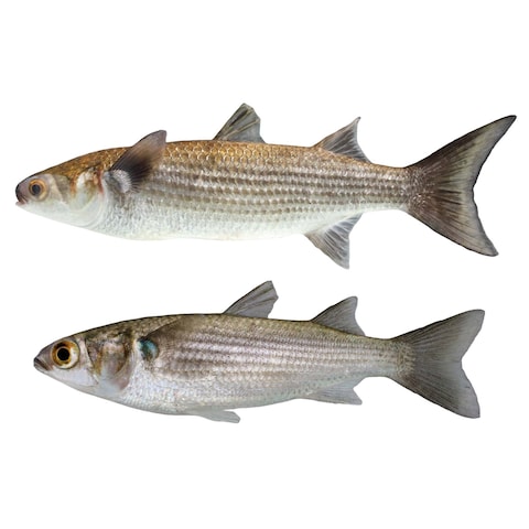 El Fayrouz Frozen Super Mullet Fish