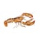 Lobster Tail