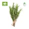 Techno Farm Organic Rosemary Tray - 50g