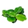 Kaffir Lime Leaves piece
