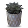 Enable Echeveria in Gold Design Round Pot 13X10cm