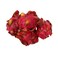 Dragon Fruit Red Flesh