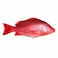 Frozen Red Snapper Whole