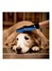 Sunshine Deshedding Pet Hair Remover Glove Blue/Black