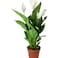 Spathiphylum  fresh live plants