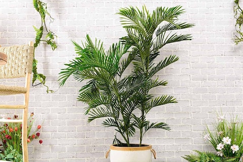 PAN Home Mini Palm Tree, Green, H180cm