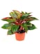 Brook Floras   Aglaonema Red Siam - Fresh Indoor Plant
