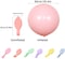 Party Time 6-Pieces Multicolor 36 inch Pastel Balloons Large Round Macaron Balloons Big Colorful Latex Balloons for Photo Shoot Wedding Baby Shower Birthday Party Decorations - Party Supplies