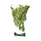 Herbs Sage 50g