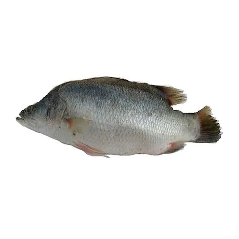 سمك أنش