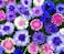Pack of 3 Coloful Cornflower Seeds