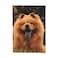 Carrefour Notebook Animal domestic