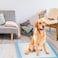 Disposable Absorbent Quick Drying Leak-Proof Pee Pads for Potty Training for Pets, 60x60cm L - 40 Pieces, blue, l - 60x60cm