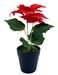 Christmas Poinsettia 10x25cm