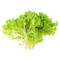 Frisee Lettuce