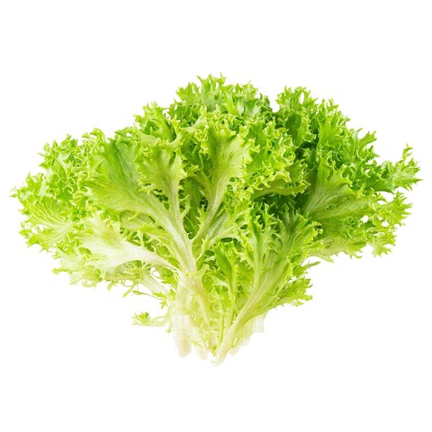 Frisee Lettuce