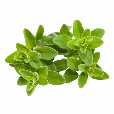 Premium Marjoram Pack 50G