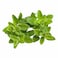Premium Marjoram Pack 50G