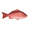 Red Snapper Big
