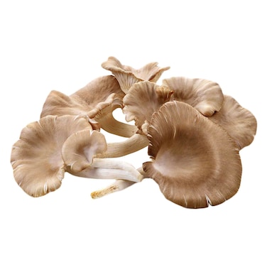 Mushroom Oyster 250G