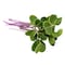 Microgreens Red Cabbage 50G