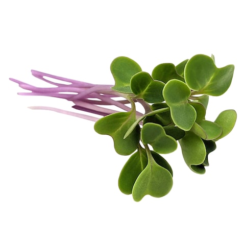 Microgreens Red Cabbage 50G