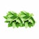 Corchorus Leaves (Per Bunch)